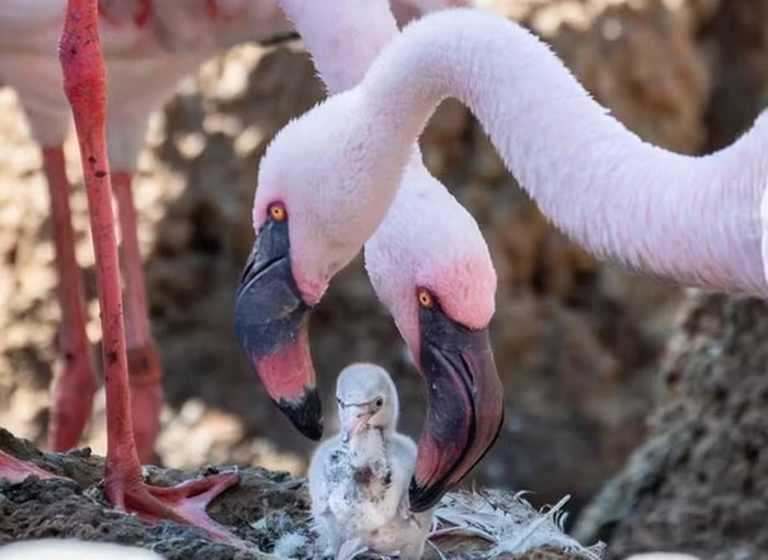 Casal gay de flamingos chocam ovo e se tornam pais